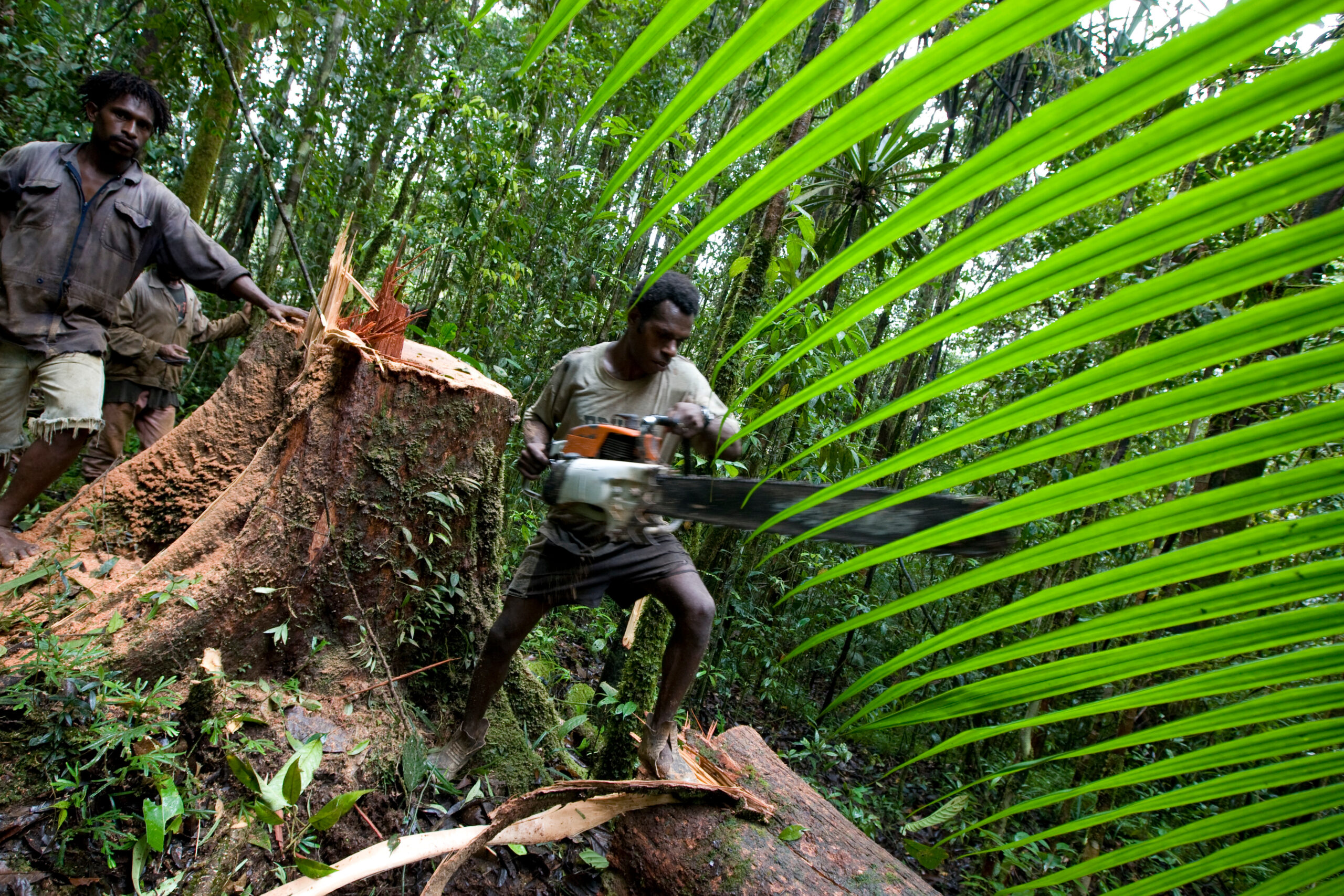 Jeremy Sutton Hibbert People Portrait Documentary Reportage Corporate Environmental CSR Social Enterprise Lifestyle Photographer Photography Local Regional Global Scottish Scotland Edinburgh Glasgow Loggers from Turama Forest Industries cut down a tree, near Morere, in the 'Turama extension' logging concession, Gulf Province, Papua New Guinea These forests are being felled by Turama Forest Industries - a group company of Malayasian logging giant Rimbunan Hijau. Twenty percent of global greenhouse emissions annually are caused by the deforestation of natural forests worldwide Deforestation Climate Change